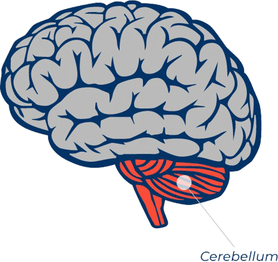 The cerebellum of the brain